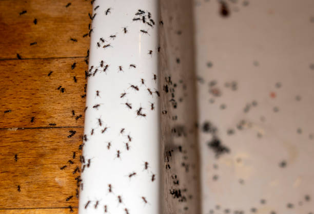 Best Bed Bug Extermination  in North Weeki Wachee, FL